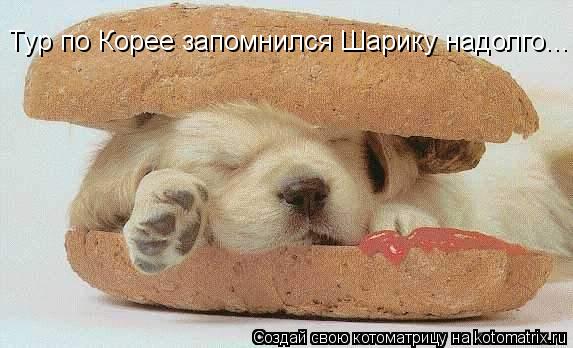 Тур по Корее запомнился Шарику надолго...... Котоматрица: Тур по Корее запомнился Шарику надолго...