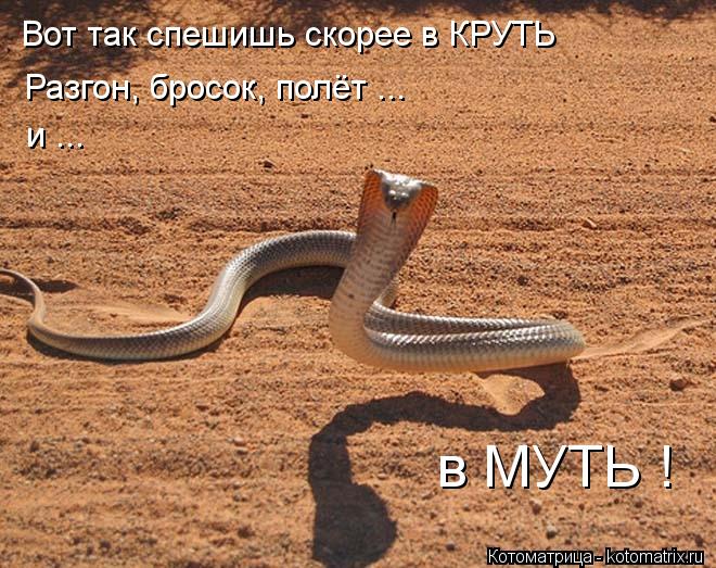 Вот так спешишь скорее в КРУТЬ Разгон, бросок, полёт ... и ... в МУТЬ !... Котоматрица: Вот так спешишь скорее в КРУТЬ Разгон, бросок, полёт ... и ... в МУТЬ !