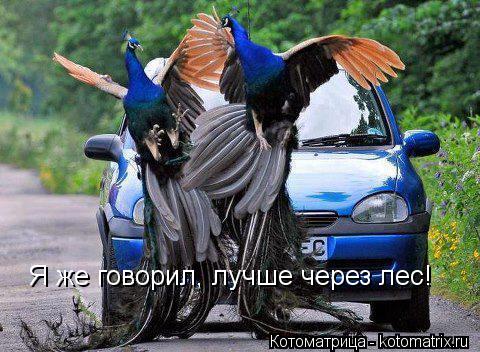 Я же говорил, лучше через лес!... Котоматрица: Я же говорил, лучше через лес!