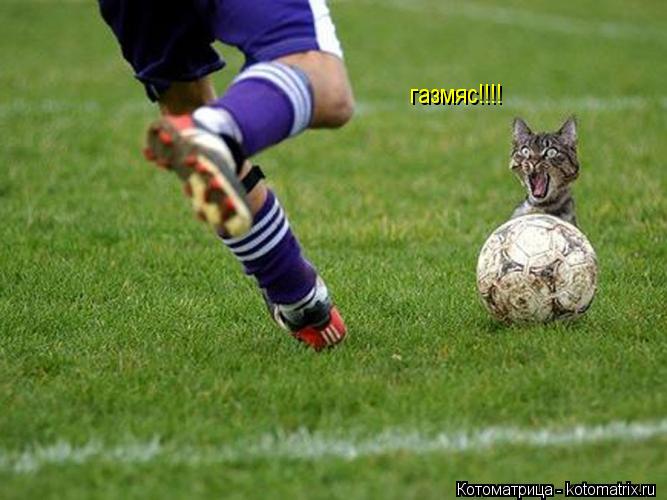 газмяс!!!!... Котоматрица: газмяс!!!!