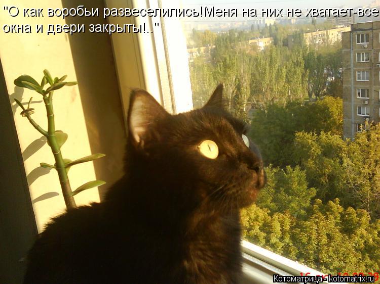 "О как воробьи развеселились!Меня на них не хватает-все окна и двери закрыты!.."... Котоматрица: "О как воробьи развеселились!Меня на них не хватает-все окна и двери закрыты!.."