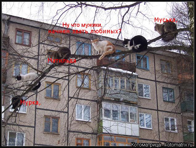 Ну что мужики, начнем звать любимых? Мурка, Матильда Муська,... Котоматрица: Ну что мужики, начнем звать любимых? Мурка, Матильда Муська,