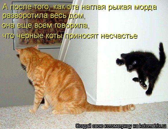 А после того, как эта наглая рыжая морда разворотила весь дом, что черные коты приносят несчастье она... Котоматрица: А после того, как эта наглая рыжая морда разворотила весь дом, что черные коты приносят несчастье она еще всем говорила,
