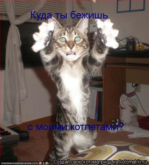 Куда ты бежишь с моими котлетами?... Котоматрица: Куда ты бежишь с моими котлетами?