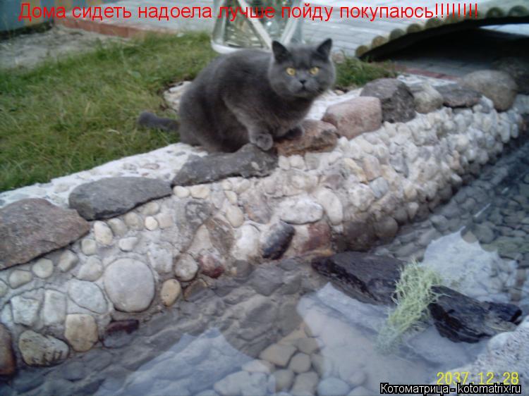 Дома сидеть надоела лучше пойду покупаюсь!!!!!!!!... Котоматрица: Дома сидеть надоела лучше пойду покупаюсь!!!!!!!!