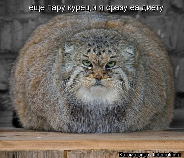ещё пару курец,и я сразу еа диету... Котоматрица: ещё пару курец,и я сразу еа диету