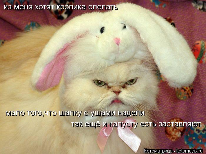 из меня хотят кролика слелать мало того,что шапку с ушами надели так ещё и капусту есть заставляют... Котоматрица: из меня хотят кролика слелать мало того,что шапку с ушами надели так ещё и капусту есть заставляют