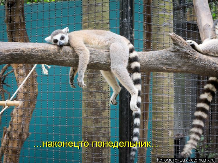 ...наконецто понедельник...... Котоматрица: ...наконецто понедельник...