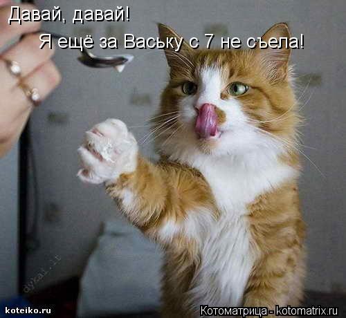 Давай, давай! Я ещё за Ваську с 7 не съела!... Котоматрица: Давай, давай! Я ещё за Ваську с 7 не съела!