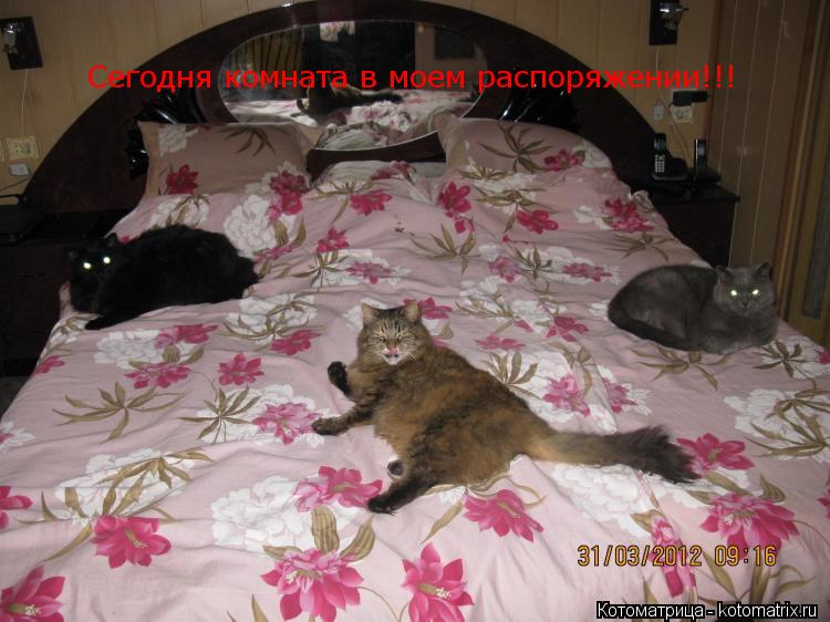 Котоматрица: Сегодня комната в моем распоряжении!!!