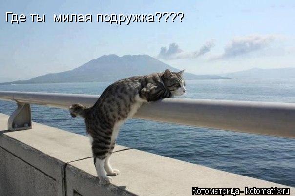 Где ты милая подружка????... Котоматрица: Где ты милая подружка????