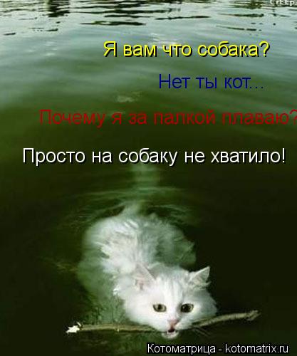 Я вам что собака? Нет ты кот... Почему я за палкой плаваю? Просто на собаку не хватило!... Котоматрица: Я вам что собака? Нет ты кот... Почему я за палкой плаваю? Просто на собаку не хватило!