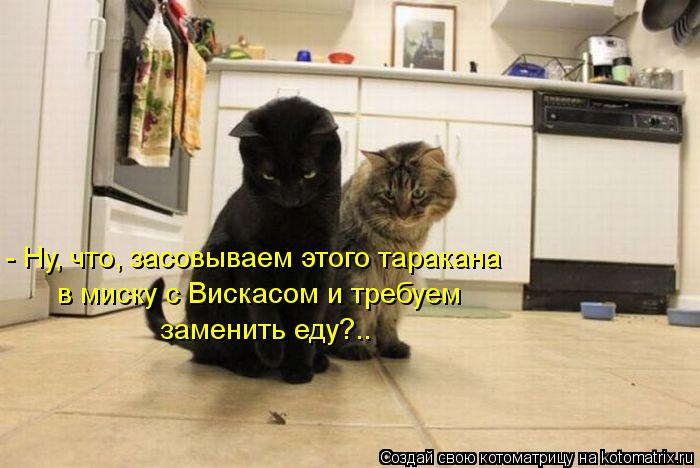 Котоматрица: заменить еду?.. в миску с Вискасом и требуем - Ну, что, засовываем этого таракана