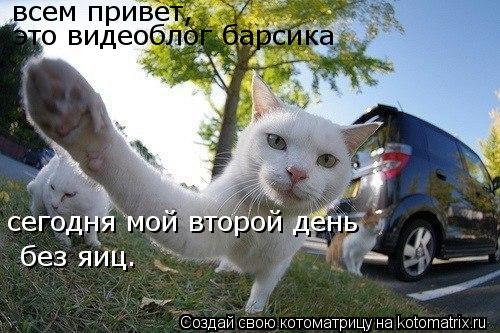 всем привет, это видеоблог барсика сегодня мой второй день без яиц.... Котоматрица: всем привет, это видеоблог барсика сегодня мой второй день без яиц.