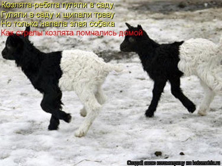 Козлята-ребята гуляли в саду, Гуляли в саду и щипали траву Но только напала злая собака Как стрелы ... Котоматрица: Козлята-ребята гуляли в саду, Гуляли в саду и щипали траву Но только напала злая собака Как стрелы козлята помчались домой