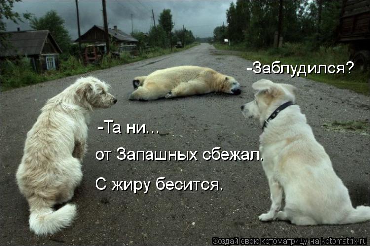 Котоматрица: -Заблудился? -Та ни...  от Запашных сбежал. С жиру бесится.