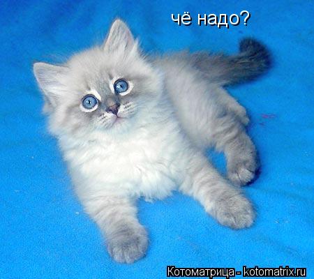 чё надо?... Котоматрица: чё надо?