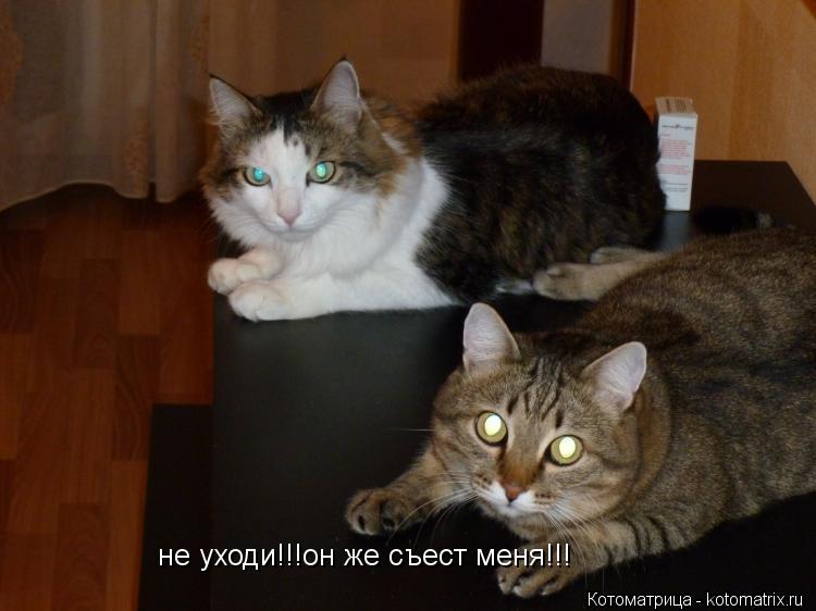 не уходи!!!он же съест меня!!!... Котоматрица: не уходи!!!он же съест меня!!!