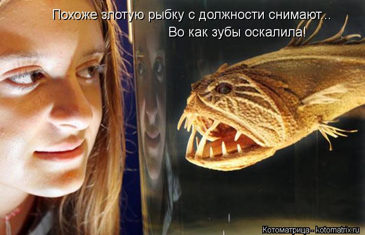 Котоматрица: Похоже злотую рыбку с должности снимают... Во как зубы оскалила!