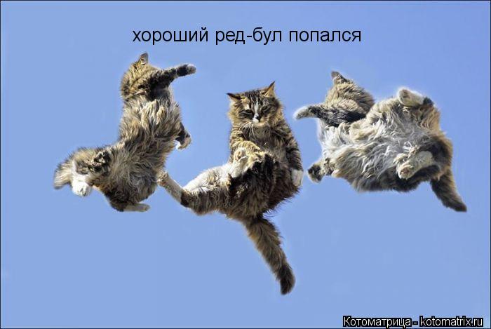 хороший ред-бул попался... Котоматрица: хороший ред-бул попался