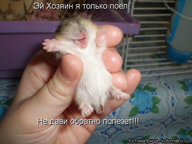 Котоматрица: Эй Хозяин я только поел! Не дави обратно полезет!!!
