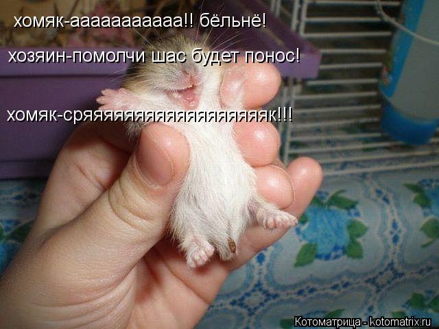 хомяк-ааааааааааа!! бёльнё! хозяин-помолчи шас будет понос! хомяк-сряяяяяяяяяяяяяяяяяяк!!!... Котоматрица: хомяк-ааааааааааа!! бёльнё! хозяин-помолчи шас будет понос! хомяк-сряяяяяяяяяяяяяяяяяяк!!!