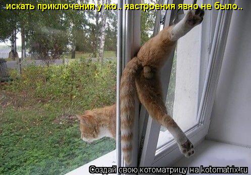 искать приключения у жо.. настроения явно не было..... Котоматрица: искать приключения у жо.. настроения явно не было..