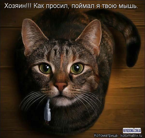 Котоматрица: Хозяин!!! Как просил, поймал я твою мышь.