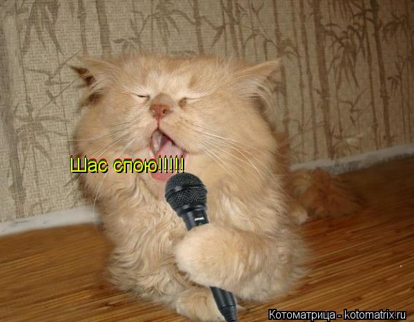 Котоматрица: Шас спою!!!!! Шас спою!!!!! Шас спою!!!!!