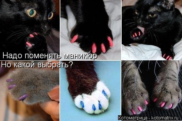 Надо поменять маникюр Но какой выбрать?... Котоматрица: Надо поменять маникюр Но какой выбрать?