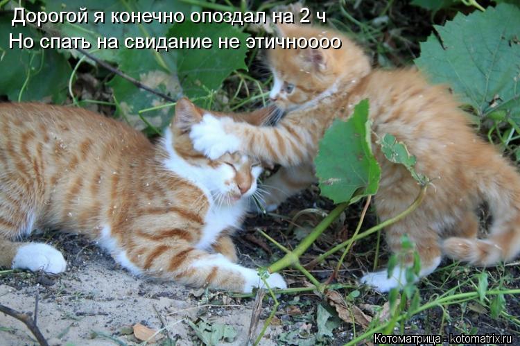Дорогой я конечно опоздал на 2 ч Но спать на свидание не этичноооо... Котоматрица: Дорогой я конечно опоздал на 2 ч Но спать на свидание не этичноооо