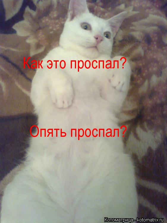 Как это проспал? Опять проспал?... Котоматрица: Как это проспал? Опять проспал?