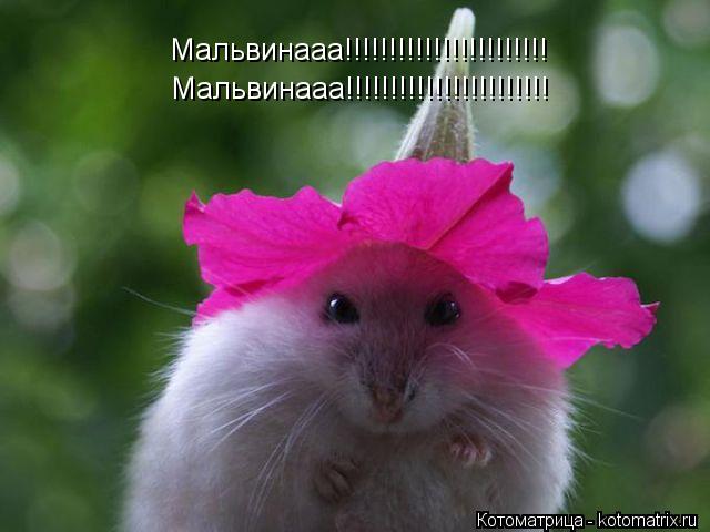 Котоматрица: Мальвинааа!!!!!!!!!!!!!!!!!!!!!!! Мальвинааа!!!!!!!!!!!!!!!!!!!!!!!