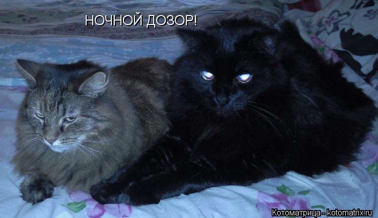 Котоматрица: НОЧНОЙ ДОЗОР!