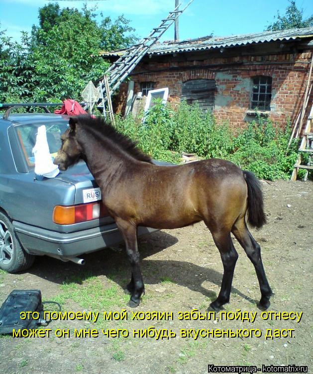 это помоему мой хозяин забыл,пойду отнесу может он мне чего нибудь вкусненького даст.... Котоматрица: это помоему мой хозяин забыл,пойду отнесу может он мне чего нибудь вкусненького даст.