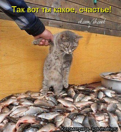 Так вот ты какое, счастье!... Котоматрица: Так вот ты какое, счастье!