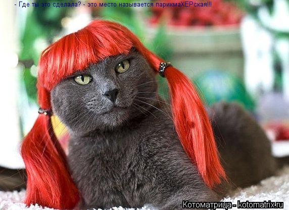 - Где ты это сделала? - это место называется парикмаХЕРская!!!... Котоматрица: - Где ты это сделала? - это место называется парикмаХЕРская!!!