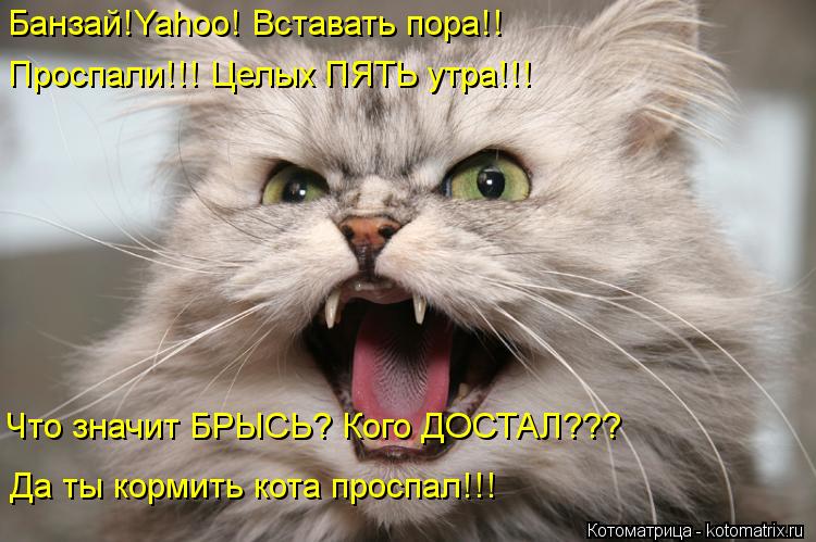 Банзай!Yahoo! Вставать пора!! Проспали!!! Целых ПЯТЬ утра!!! Что значит БРЫСЬ? Кого ДОСТАЛ??? Да ты к... Котоматрица: Банзай!Yahoo! Вставать пора!! Проспали!!! Целых ПЯТЬ утра!!! Что значит БРЫСЬ? Кого ДОСТАЛ??? Да ты кормить кота проспал!!!