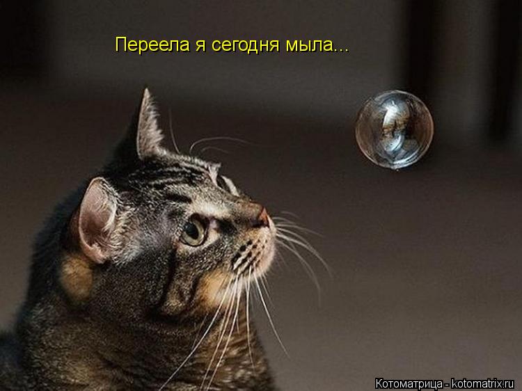 Котоматрица: Переела я сегодня мыла...