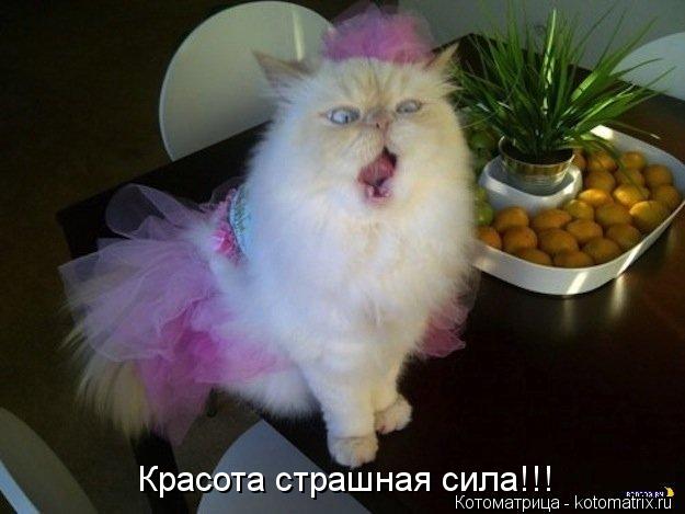Красота страшная сила!!!... Котоматрица: Красота страшная сила!!!