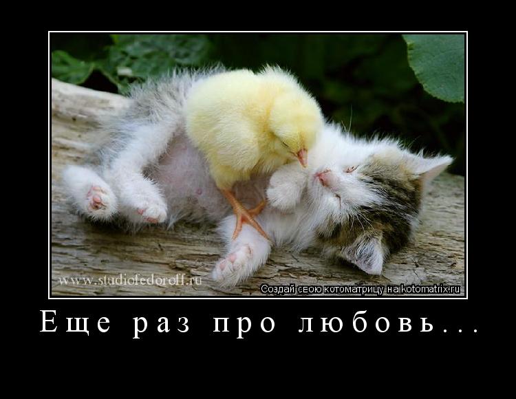 Еще раз про любовь... ... Котоматрица: Еще раз про любовь...