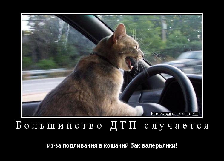 Большинство ДТП случается из-за подливания в кошачий бак валерьянки!... Котоматрица: Большинство ДТП случается из-за подливания в кошачий бак валерьянки!
