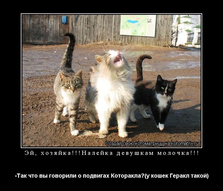 Эй, хозяйка!!!Налейка девушкам молочка!!! -Так что вы говорили о подвигах Которакла?(у кошек Геракл т... Котоматрица: Эй, хозяйка!!!Налейка девушкам молочка!!! -Так что вы говорили о подвигах Которакла?(у кошек Геракл такой)