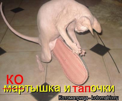мартышка и очки ______ ко тап... Котоматрица: мартышка и очки ______ ко тап