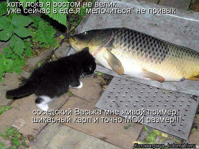 хотя пока я ростом не велик, уже сейчас в еде я "мелочиться" не привык соседский Васька мне живой при... Котоматрица: хотя пока я ростом не велик, уже сейчас в еде я "мелочиться" не привык соседский Васька мне живой пример: шикарный карп и точно МОЙ размер!!!