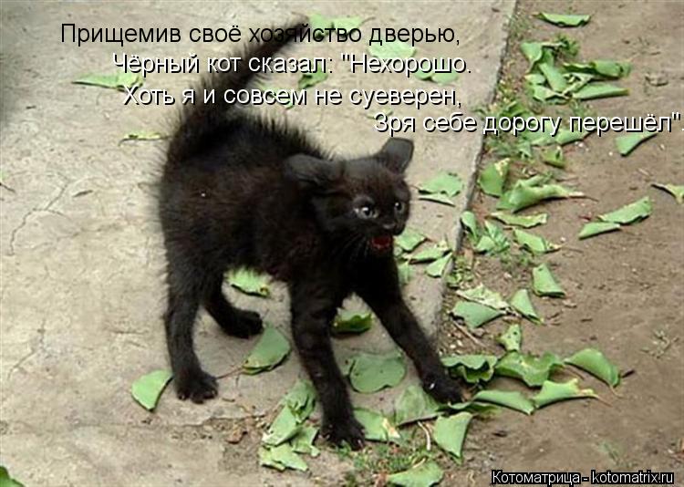 Котоматрица: Прищемив своё хозяйство дверью,     Хоть я и совсем не суеверен,   Зря себе дорогу перешёл".    Чёрный кот сказал: "Нехорошо.