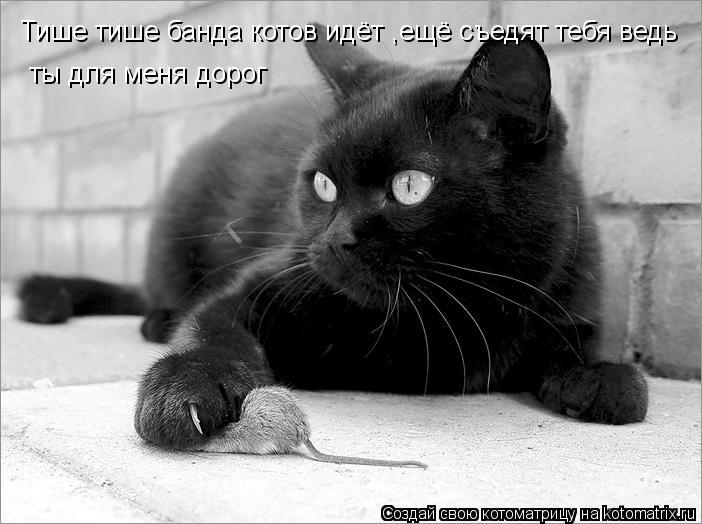 Тише тише банда котов идёт ,ещё съедят тебя ведь ты для меня дорог... Котоматрица: Тише тише банда котов идёт ,ещё съедят тебя ведь ты для меня дорог