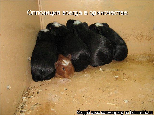 Оппозиция всегда в одиночестве.... Котоматрица: Оппозиция всегда в одиночестве.