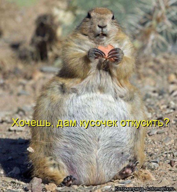 Хочешь, дам кусочек откусить?... Котоматрица: Хочешь, дам кусочек откусить?