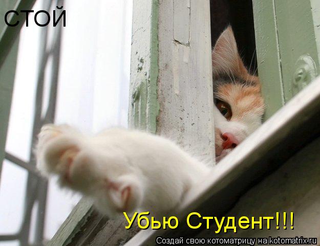 СТОЙ Убью Студент!!!... Котоматрица: СТОЙ Убью Студент!!!